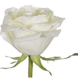 Rose Eskimo (Роза Ескимо) B50 Royal Flowers