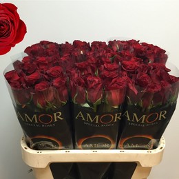Rose Freedom (Роза Фридом) B40 Piaveri