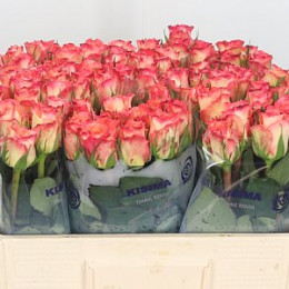 Rose Duett (Роза Дуетт) B60 Piaveri