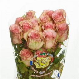 Rose Maggi (Роза Магги) B40 Piaveri