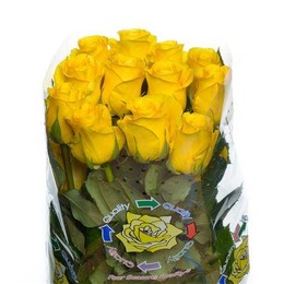 Rose Brighton (Роза Брайтон) B50 Piaveri