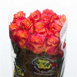 Rose Free Spirit (Роза Фри Спирит) B60 Piaveri