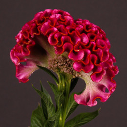 Celosia solid(Целозия Солид) В75