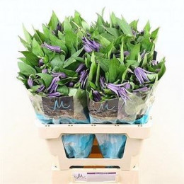 Clematis amazing oslo(Клематис Эмейзинг олсо) В50