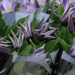 Clematis Star River (Клематис Стар Ривер) В50