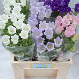 Campanula medium mix in bucket(Кампанула медиум Микс ин букет) В60