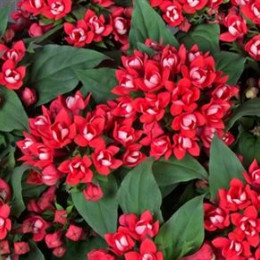 Bouvardia Du Diamond Coral (Бовардия Ду Даймонд Корал) В70