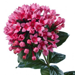 Bouvardia En Royal Roza (Бовардия Эн Роял Роуз) В70