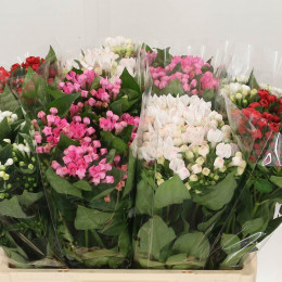 Bouvardia mix in bucket (Бовардия Микс) В60