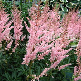 Astilbe erica(Астильба Эрика) В55