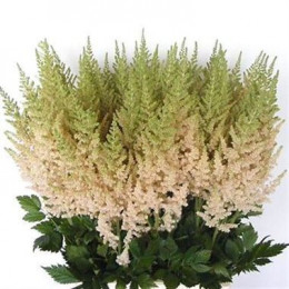 Astilbe vision inferno(Астильба висион инферно)В35