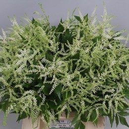Astilbe washington(Астильба Вашингтон)В45