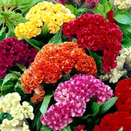 Celosia mix in bucket ( Целозия Микс ин букет) В70