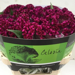 Celosia cristata purple(Целозия Кристата перпл) В75