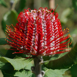Banksia bq coccinea(Банксия коциния) В40