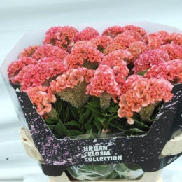 Celosia pink delight(Целозия пинк делайт) В75