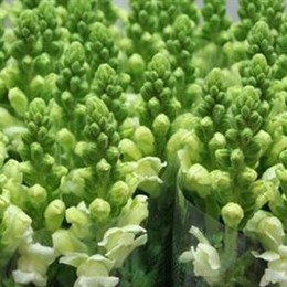 Antirrhinum White (Антирринум Вайт) В80