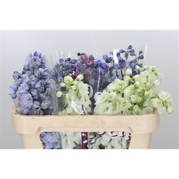 Delphinium du mix(Дельфиниум Микс) В60