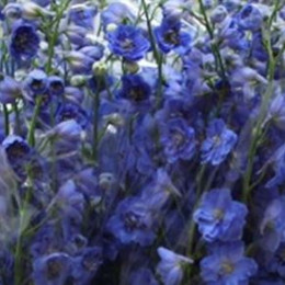 Delphinium El Blue (Дельфиниум Эл Блу) В80