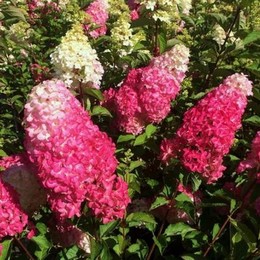 Гортензия метельчатая Strawberry Blossom (Строберри Блосом)