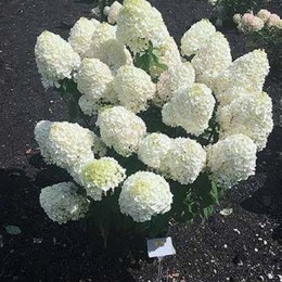 Гортензия метельчатая Summer Snow (Саммер Сноу)