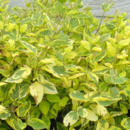 Дерен белый Gouchaultii (Гоучаулти)