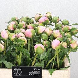 Paeonia Alertie(Пион Алертиа) В55