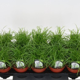 Циперус Альтернифол ( Cyperus Alternifol ) W 12 см H 25 см