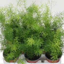 Густая спаржа ( Asparagus Densif Sprenge ) W 12 см H 35 см