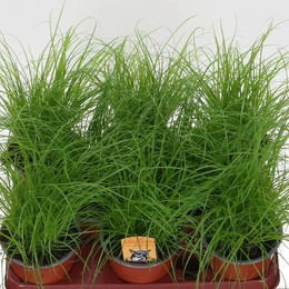 Циперус Альтернифол ( Cyperus Alternifol ) W 12 см H 30 см