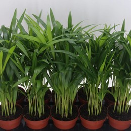 Dypsis Lutescens Желтоватый ( Dypsis Lutescens ) W 12 см H 40 см 1