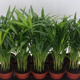 Dypsis Lutescens Желтоватый ( Dypsis Lutescens ) W 12 см H 40 см 2