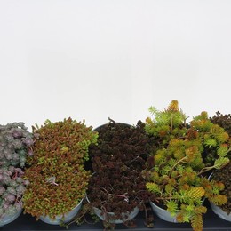 Седум Смешанный ( Sedum Mixed ) W 12 см H 15 см