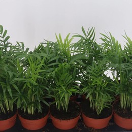 Хамедорея Элегантная ( Chamaedorea Elegans ) W 12 см H 30 см