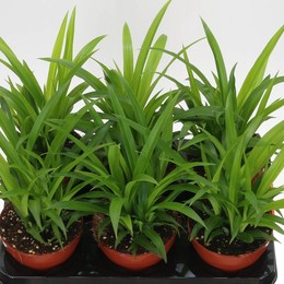 Хлорофитум и Лимон ( Chlorophytum Com Lemon ) W 12 см H 30 см