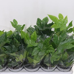 Аралия Другая ( Aralia Other ) W 12 см H 30 см