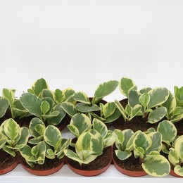 Пеперомия Тупая Разновидность ( Peperomia Obt Varieg ) W 12 см H 20 см