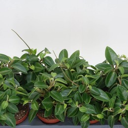 Пеперомия Пикси ( Peperomia Pixie ) W 12 см H 20 см