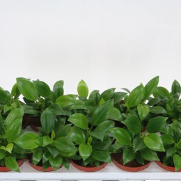 Филодендрон Зеленая Принцесса ( Philodendron Green Princess ) W 12 см H 20 см