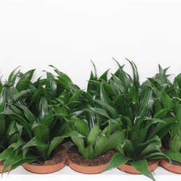 Драцена Компактная ( Dracaena Co Compacta ) W 12 см H 25 см