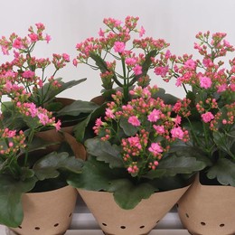 Каланхоэ Ге Венера Розовая ( Kalanchoë Ge Venus Pink ) W 13 см H 40 см