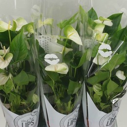 Антуриум И Намора Больше Губ ( Anthurium An Namora More Lips ) W 12 см H 40 см
