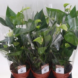 Антуриум Пр Алексия Нефритово-Зеленый ( Anthurium Pr Alexia Jade Green ) W 14 см H 45 см