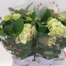 Гортензия Кларисса 5 + ( Hydrangea Clarissa 5 + ) W 14 см H 40 см