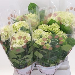 Гортензия Кларисса 5 Головок ( Hydrangea Clarissa 5 Head ) W 14 см H 40 см