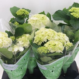 Гортензия Шнеебол 5 Головок ( Hydrangea Schneeball 5 Head ) W 13 см H 45 см