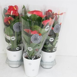 Антуриум Смешанный 3-Х Цветный # ( Anthurium An Mixed 3 Colour # ) W 12 см H 40 см