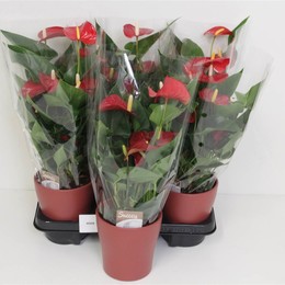 Антуриум Антуриум Красный # ( Anthurium An Micra Red # ) W 12 см H 40 см