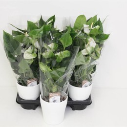 Антуриум Намора Белый # ( Anthurium An Namora White # ) W 12 см H 40 см