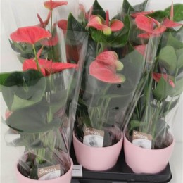 Антуриум Сладкая Мечта Розовый # ( Anthurium An Sweet Dream Pink # ) W 12 см H 40 см
